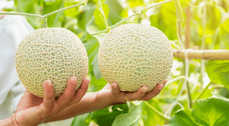 การปลูกเมล่อนมีข้อดีหลายประการ