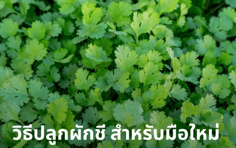 วิธีปลูกผักชี สำหรับมือใหม่