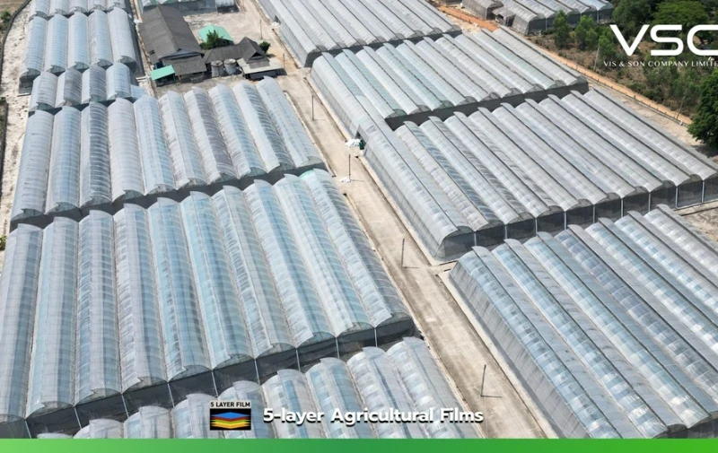 โรงเรือนปลูกพริกหวาน จ. ลำพูน โดยใช้พลาสติกคลุมโรงเรือน VSC 150 ไมครอน