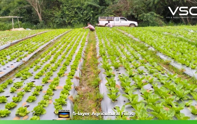 ฟาร์มผักสลัด วังน้ำเขียว  ใช้พลาสติกคลุมแปลงปลูก (Mulch Film) สีดำ/เงิน หน้ากว้าง 1.5 เมตร