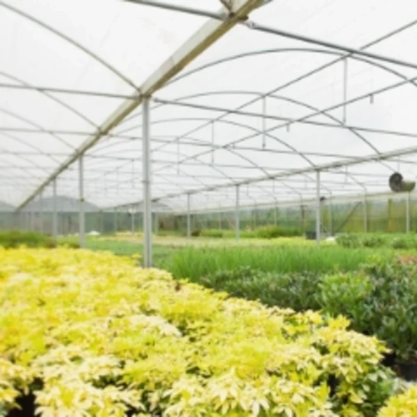 ฟิล์มคลุมโรงเรือนชนิดกันความร้อน (cooling diffused film)